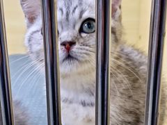 -猫宠乐园·专业洗护