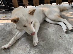 -柴犬高等学院·狗咖·柴犬售卖·宠物训练