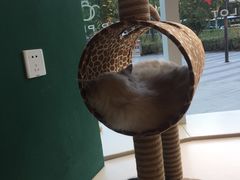 -飞行喵MR PILOT|猫舍·猫咖(静安大融城店)