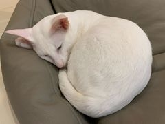 -飞行喵MR PILOT|猫舍·猫咖(静安大融城店)