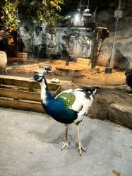 -Zoolung Zoolung动物主题公园(海信广场店)