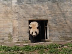 -都江堰中华大熊猫苑