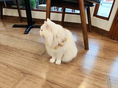 -有猫主题·治愈系猫咖(曾厝垵店)