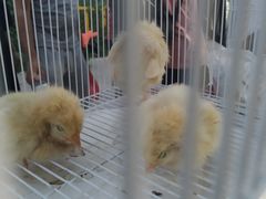 -中环花鸟鱼虫市场