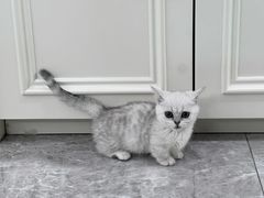 -欣宠猫屋·矮脚拿破仑·蓝金金渐层