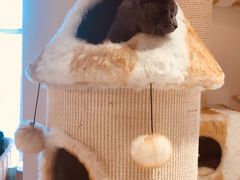 -藏猫猫咖啡主题馆(中央大道店)