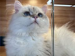 -猫十亿·布偶金渐层·曼基康矮脚猫舍(青年路店)