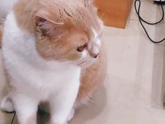 -诺比宠物医院心脏内科·泌尿肾内外科·骨科急重症