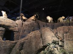 -陕西自然博物馆