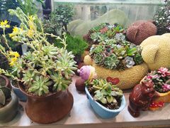 -双季花艺园艺市场(浦东店)