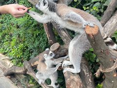 -云南野生动物园