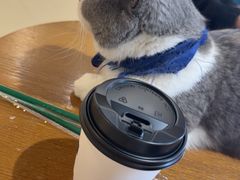 -藏猫猫咖啡主题馆(中央大道店)