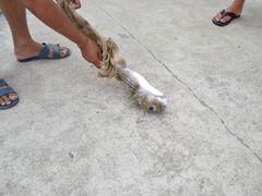 -普吉镇