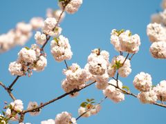 -顾村公园