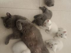 -天使宠物医院·犬猫分诊(彩虹店)