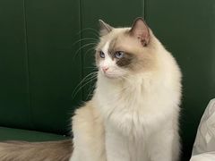-安格丽娜·狗咖·猫咖羊驼咖(春熙路百盛商场店)