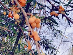 -兰陵国家农业公园