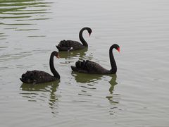 -天津东丽湖风景区