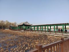 -莲花池公园