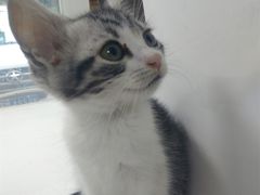 -李小姐の猫咖啡馆(五角场店)