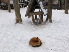 -宫城藏王狐狸村