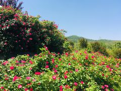 -石塘人家