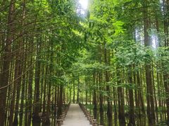 -桤木河湿地公园