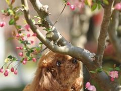 -高东镇樱花园
