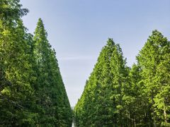 -黄海国家森林公园