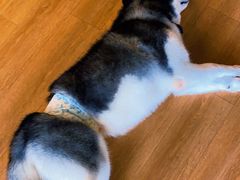 -Husky Go! 哈士奇体验馆·宠物咖啡厅狗咖