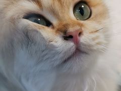 -1013 PET SHOP 宠物商店(近铁城市广场店)