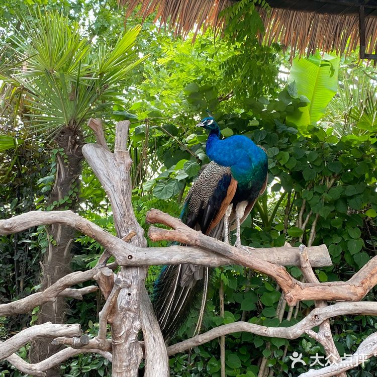 儿童打卡胜地-上海野生动物园