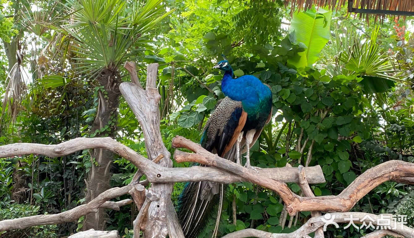 儿童打卡胜地-上海野生动物园