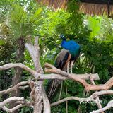 儿童打卡胜地-上海野生动物园