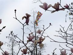-东莞植物园