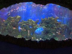 -芜湖新华联大白鲸海洋公园