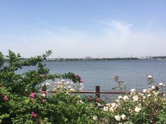 -鹅湖玫瑰文化园