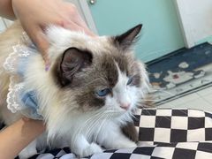 -怪兽屋·羊驼·猫咖·狗咖(俊华广场店)