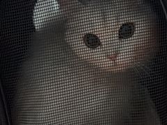 -爱侣宠医·鹦鹉专科·小型哺乳类·异宠专科(灵石路店)