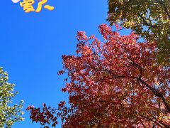 -大望京公园
