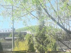 -塔尔寺-菩提树