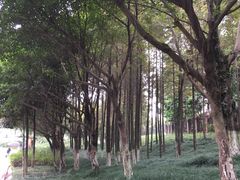 -重庆彩云湖湿地公园