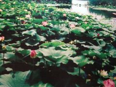 白洋淀-白洋淀景区