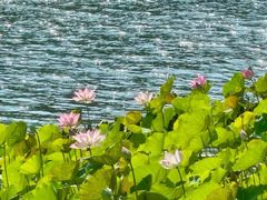 -荔湾湖公园