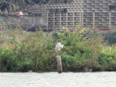 -海珠湖公园