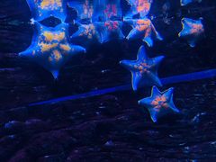 -贝林大翅鲸简餐厅(国家海洋博物馆店)