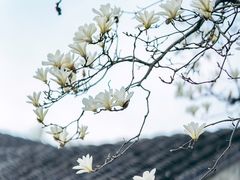 -留园