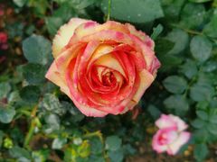 -文华公园(禅城区)