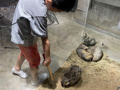 -浣熊柯尔鸭土拨鼠·电玩咖