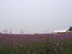 iphone_upload_pic-紫颐香薰山谷景区